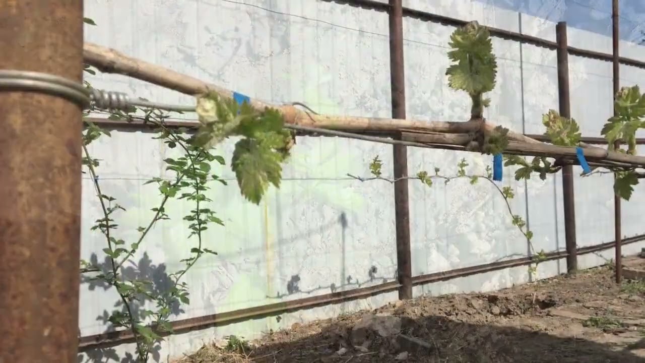 нормування виноградних кущів пагонами Запоріжжя 2024