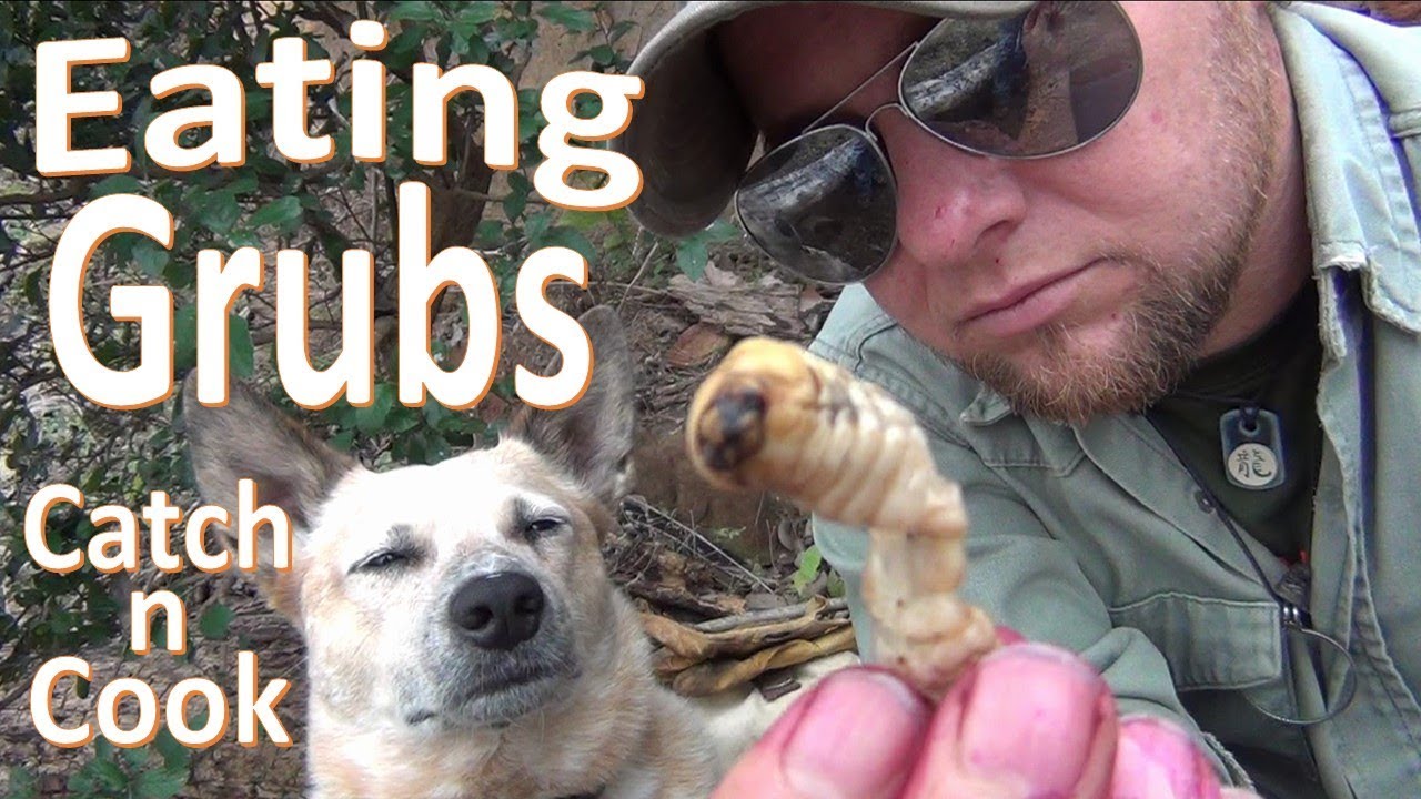 Giant Grubs!  -Catch n Cook-