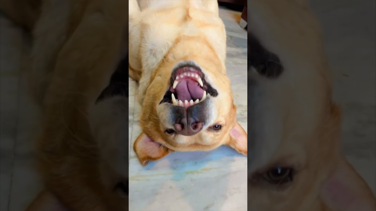 Setting karwadi koi iski😂 #funnyvideo | Anant rastogi