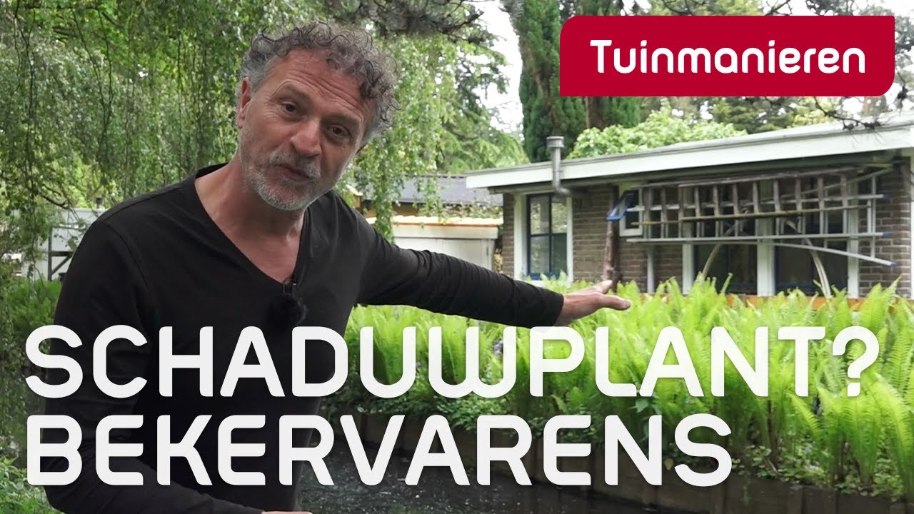 De struik- of bekervaren. Schaduwplant | Tuinieren | Tuinmanieren