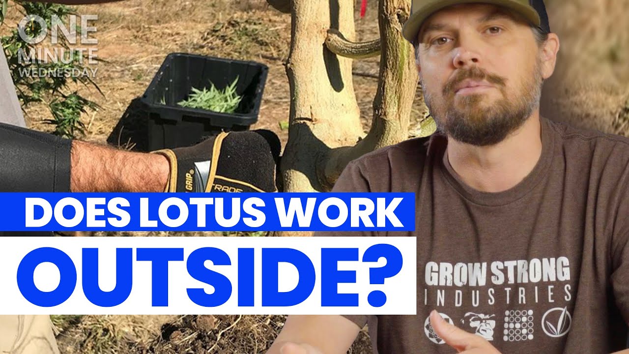 Does Lotus Work for Outside Plants? - OMW #12