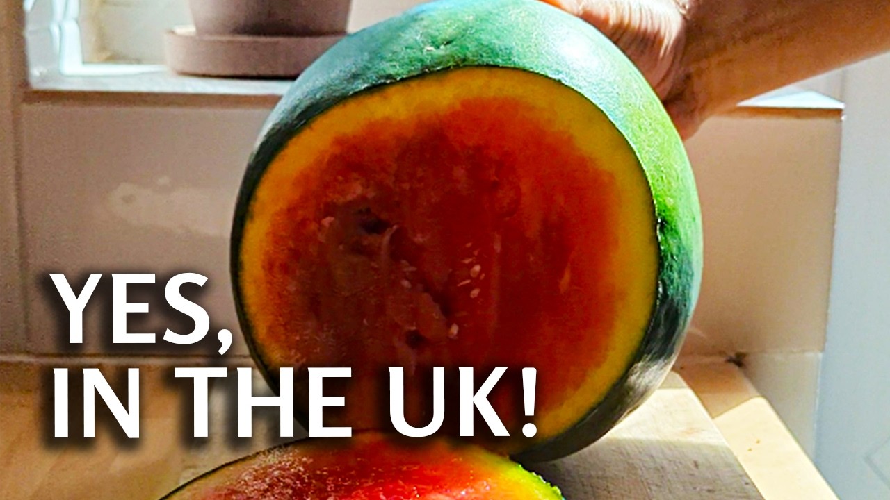 Did you know this? Grow watermelons in the UK WITHOUT a greenhouse!