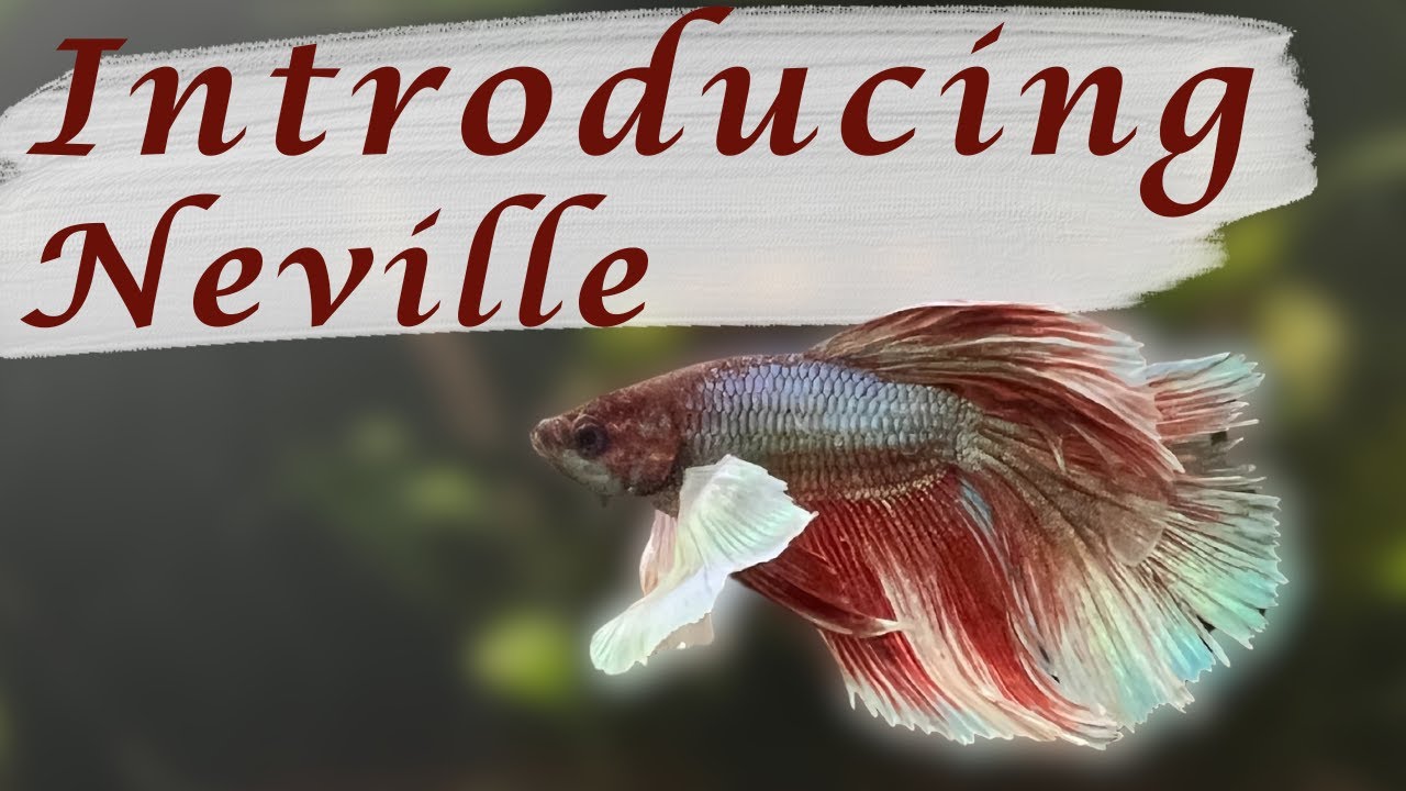 Introducing Neville! | Dumbo Halfmoon Male Betta Fish + Acclimating.