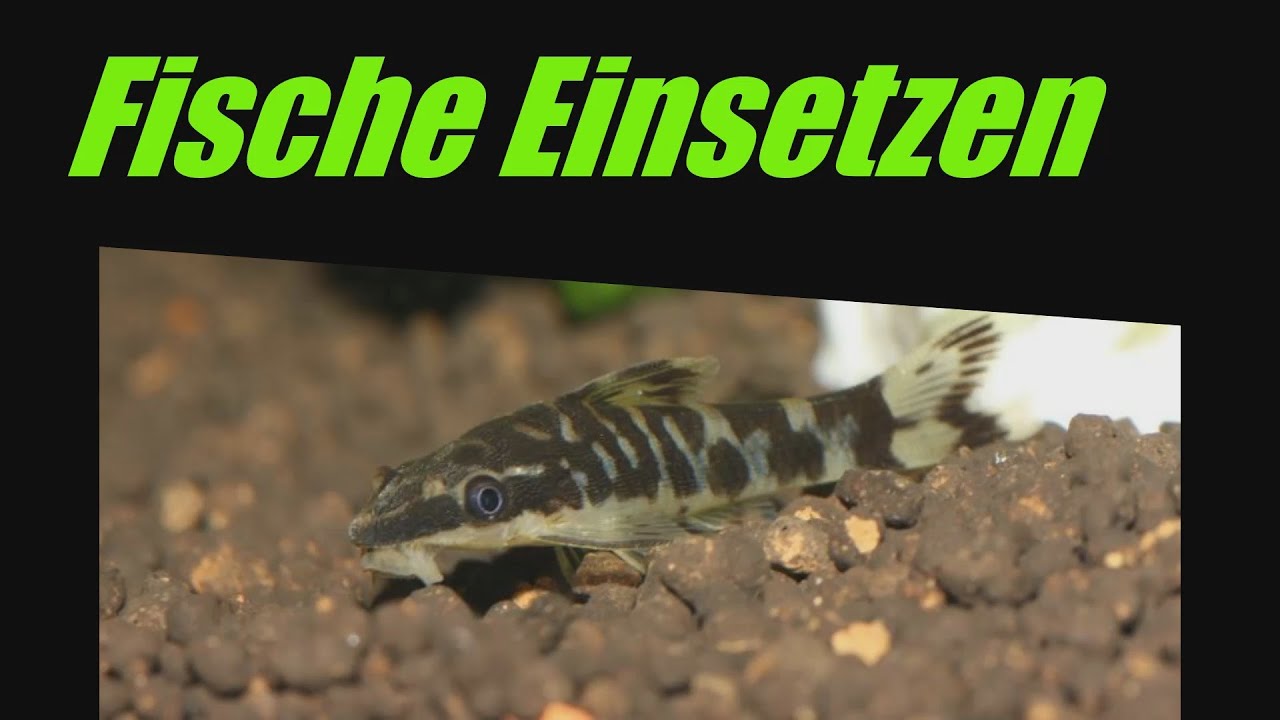 Aquarium Fische einsetzen !! Ohrgitterharnischwels + Guppys - Rohrbin