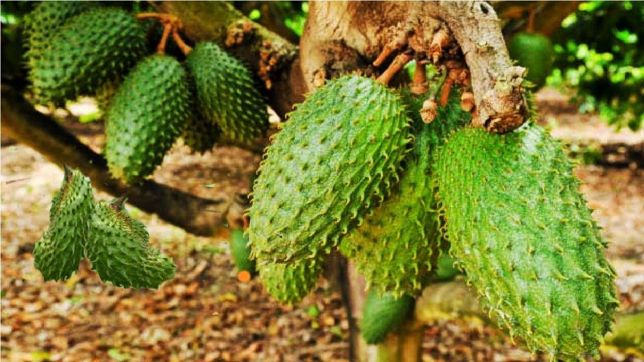 Удивительный Soursop Fruit Farm и урожай - Soursop Выращивание сельскохозяйственной техники