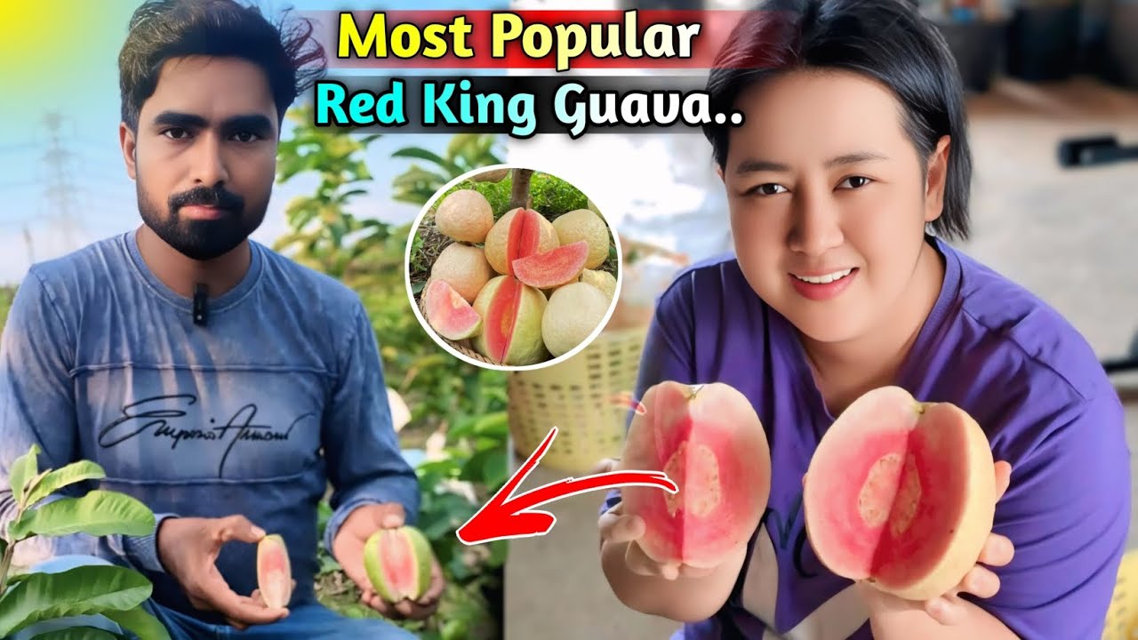 Most Popular Red King Guava Plant - मोस्ट पोपुलर रेड किंग गवां प्लांट- Contact Whatsapp 8926405481