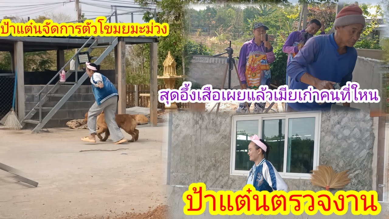 สุดฮาหมาเก็บมะม่วงหมดต้นเลย!!สุดอึ้งเสือเผยแล้วเมียคนแรกคนที่ใหน