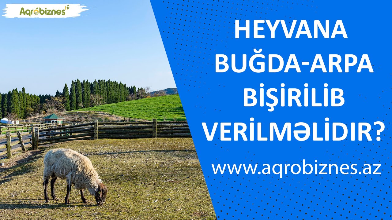 Heyvana buğda, arpa bişirilib verilməlidir?