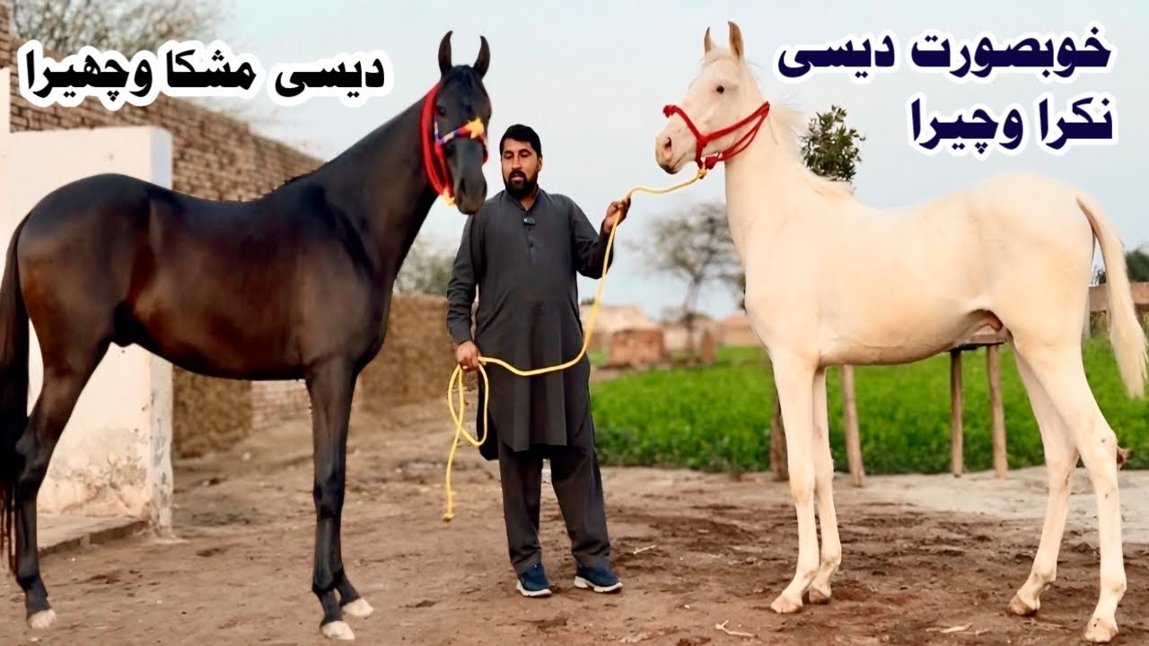 Desi Bachery For Sale | Muska Bachera | Nukra Bachera | Local Horse Breed 