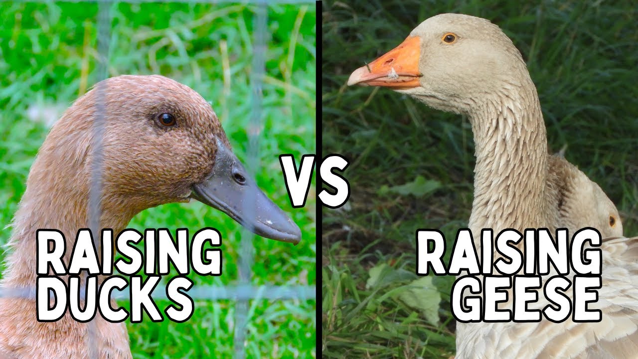 Raising Ducks vs Raising Geese | Some Thoughts After 15 years of raising waterfowl