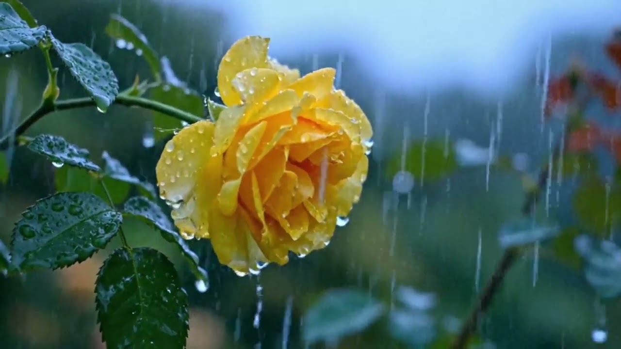 Gentle Rain on Rose Flower 🌧️ Calming Rain Sounds for Sleep, Study, Stress Relief & Relaxation