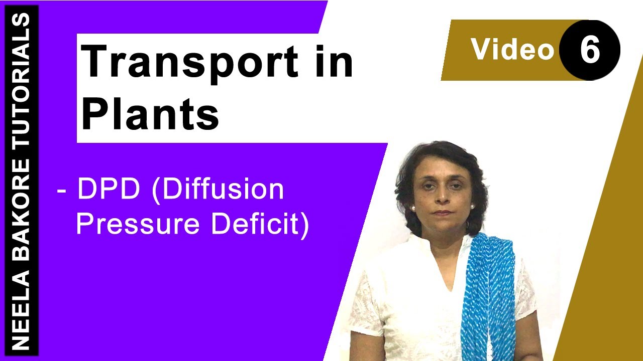 Transport in Plants | NEET | DPD (Diffusion Pressure Deficit) | Neela Bakore Tutorials