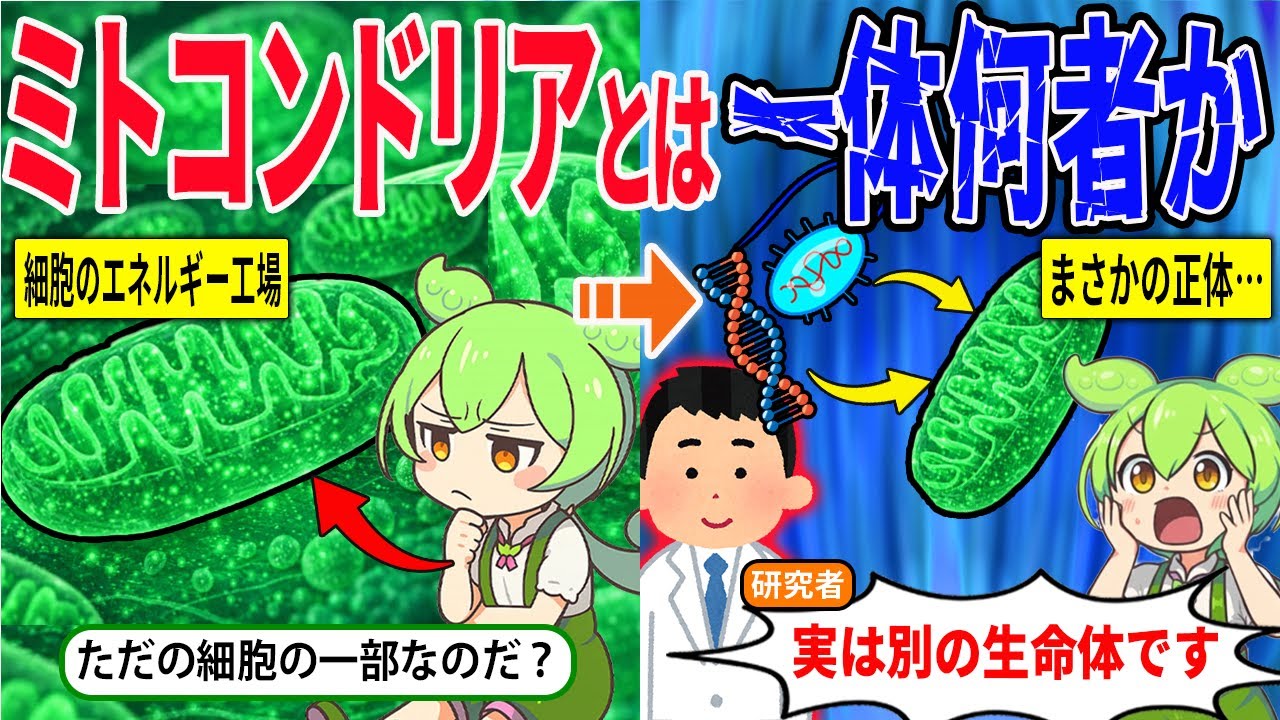 ミトコンドリアとは一体何者なのか？【ずんだもん＆ゆっくり解説】