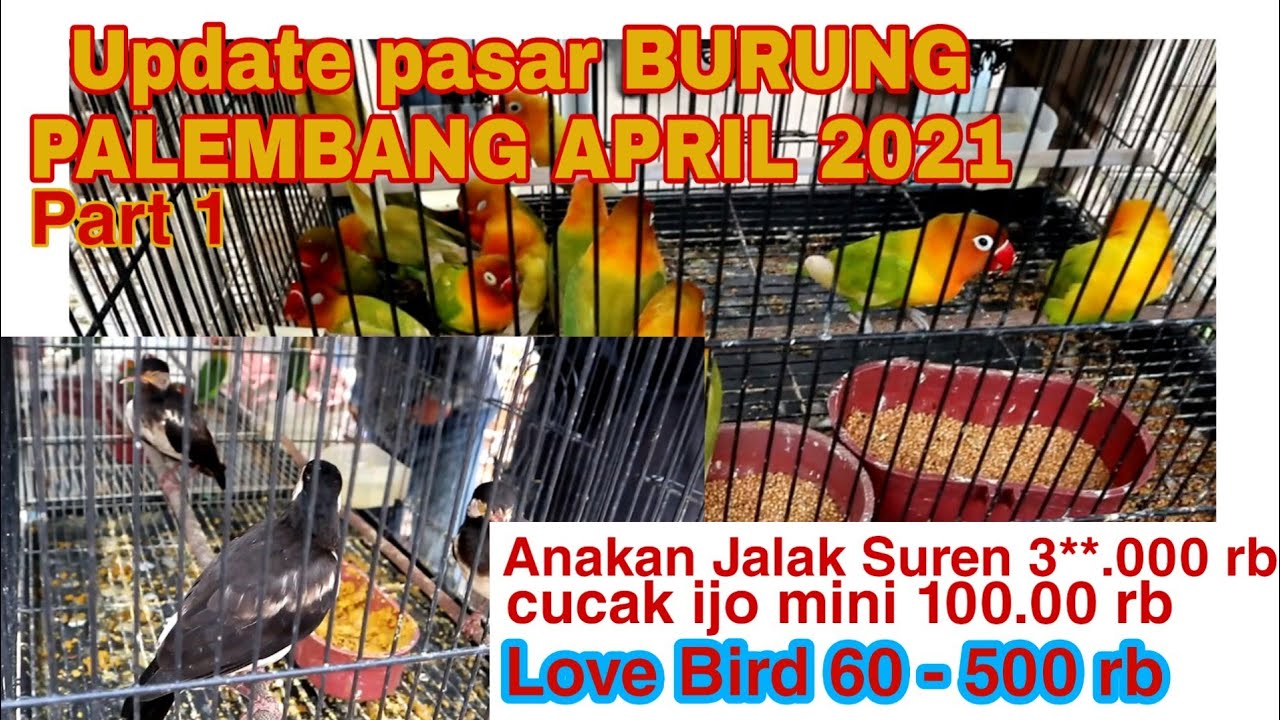 CUCAK IJO 100 RIBUAN!! UPDATE TERBARU PASAR BURUNG PALEMBANG APRIL 2021
