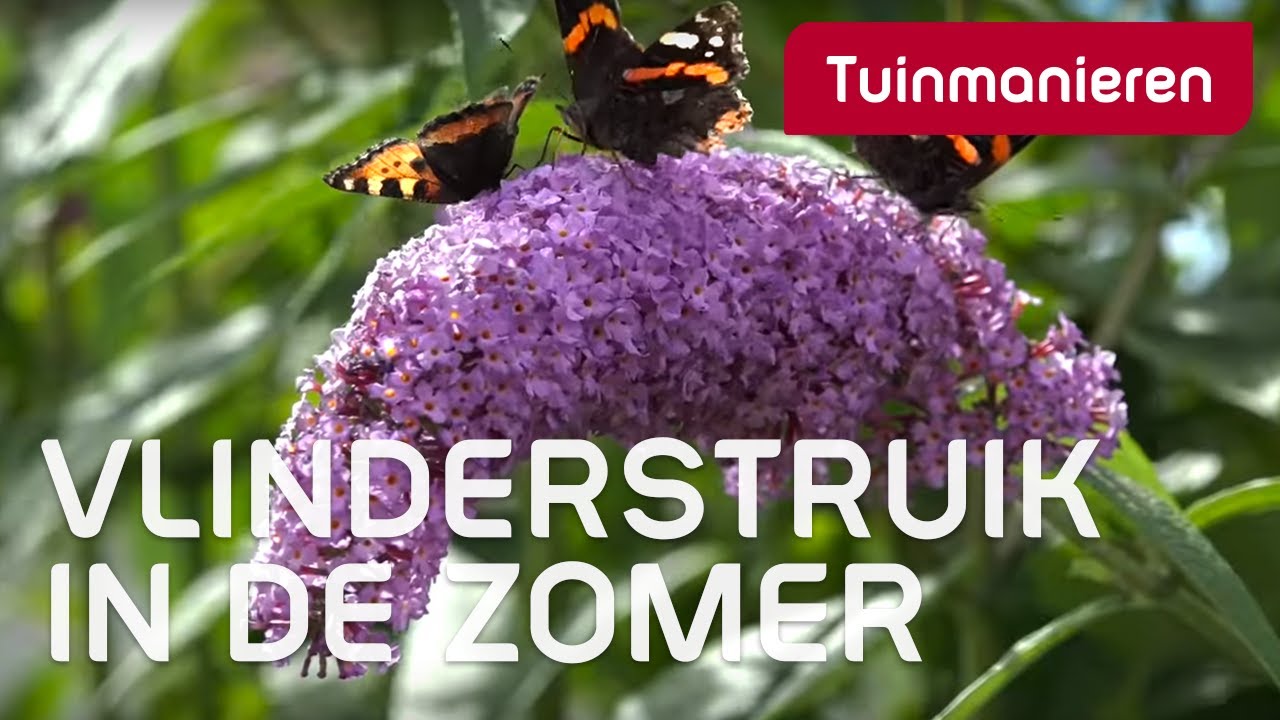 De Vlinderstruik in de zomer, de buddleja | Zomer | Tuinmanieren