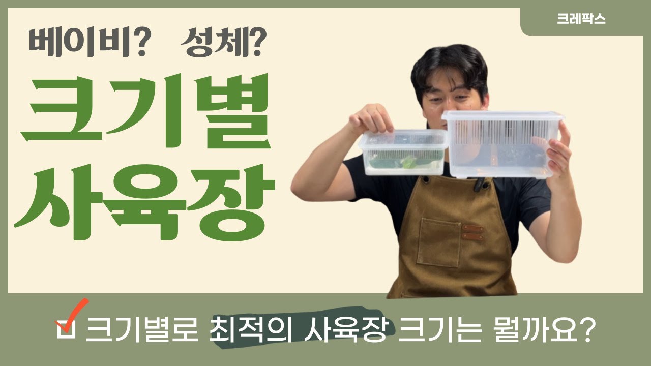 크레스티드 게코 크기별 최적의 사육장은 뭘까요? 무조건 크다고 좋지 않습니다!