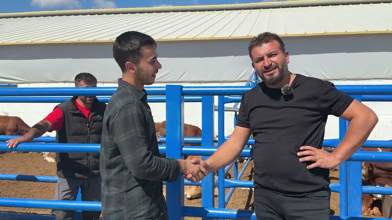 ELBİSTANA BESİ DANALARI HAYIRLI OLSUN