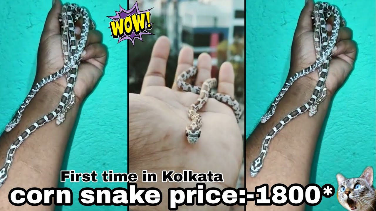 corn snake price || corn snake 🐍 #cornsnake