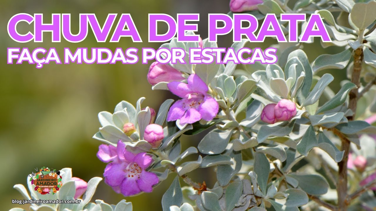 Chuva de Prata | Como Fazer Mudas por Estacas