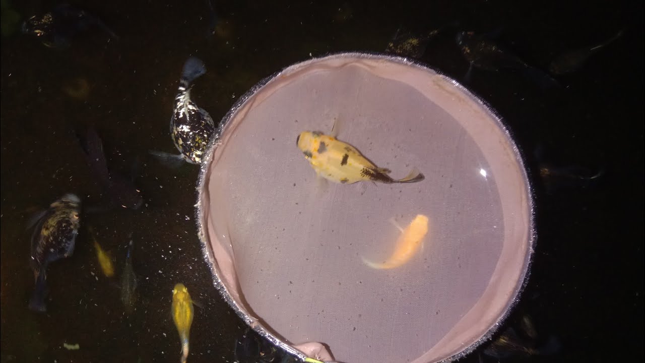 Beri makan ikan Molly