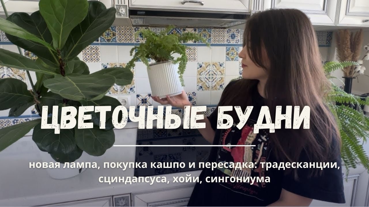 ЦВЕТОЧНЫЕ БУДНИ N2. 🪴Новая лампа и кашпо, пересадки и черенкование.