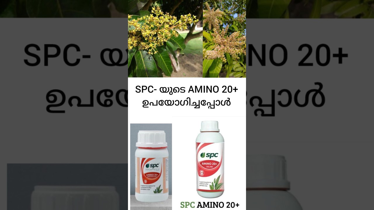 SPC -☘️🌿 യുടെ Amino 20+ ഉപയോഗിച്ചപ്പോൾ #farming #agriculture