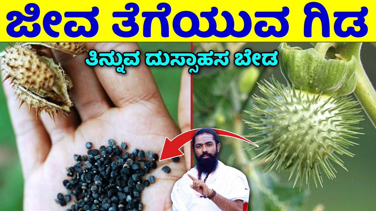 ಉಮ್ಮತ್ತಿ ವಿಷಕ್ಕೆ ಸಮಾನ..! ಕೊಬ್ಬಿನ ಗಂಟು ಕರಗಿಸಲು ನೇರಳೆ ದತ್ತೂರಿ ಎಲೆಯ ಮನೆಮದ್ದು | datura benefits kannada