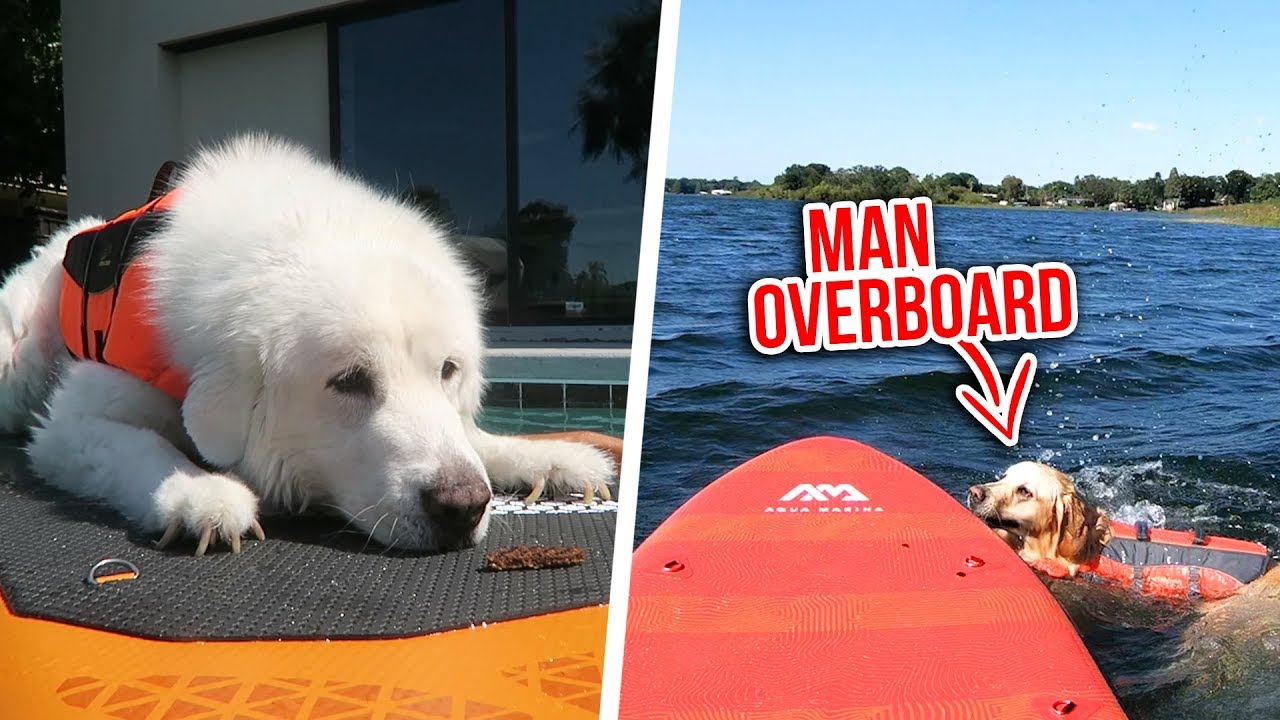 DOGS TRY PADDLE BOARDING FOR THE FIRST TIME