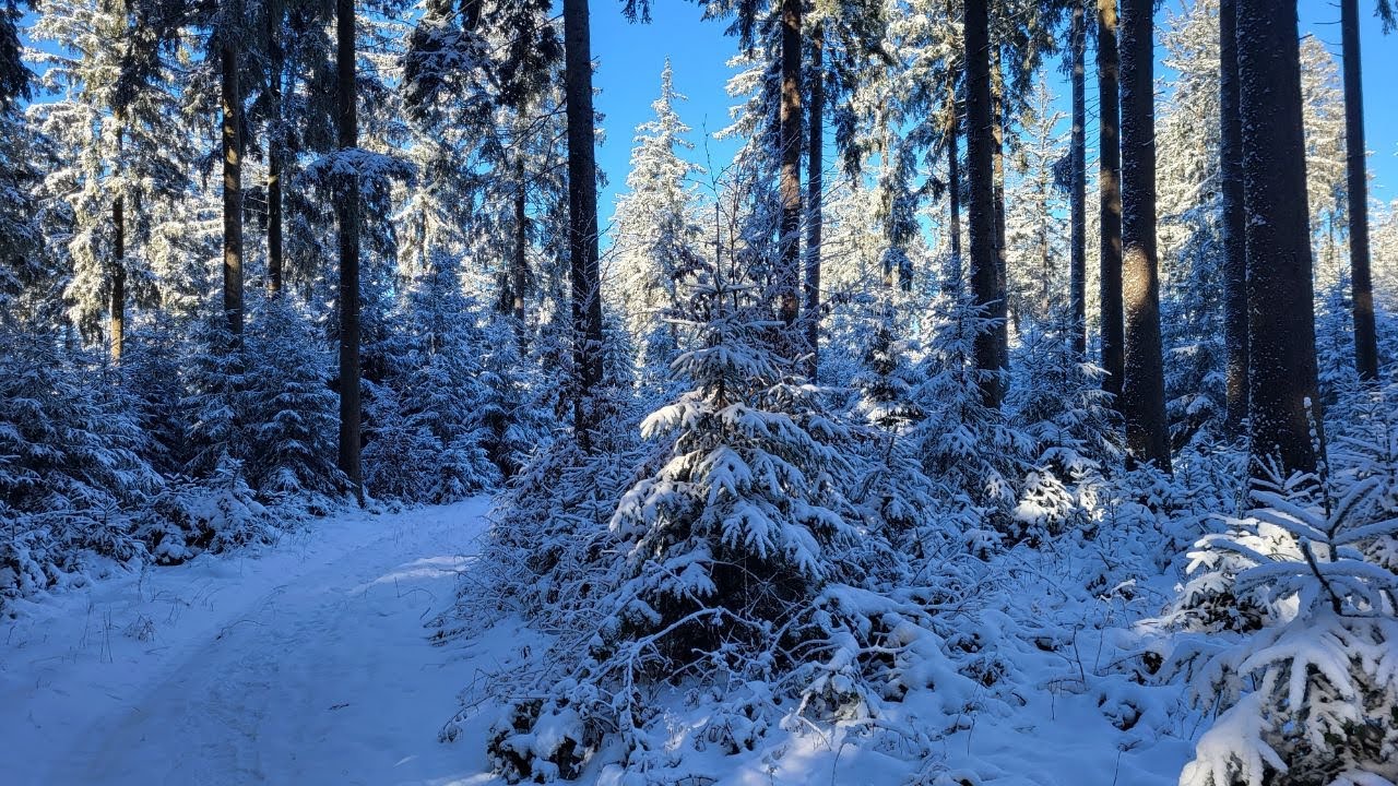 Unfassbarer Fund im Winterwald - Wer macht denn sowas ? ! 😡❄🌲