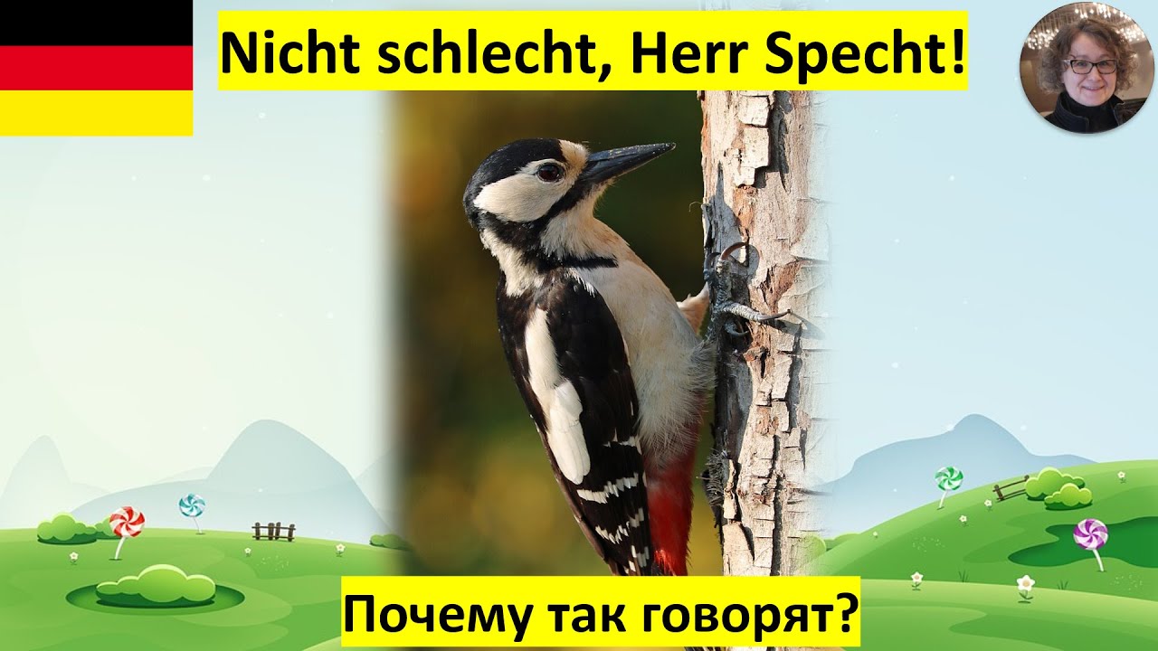 Почему так говорят „Nicht schlecht, Herr Sprecht!“?