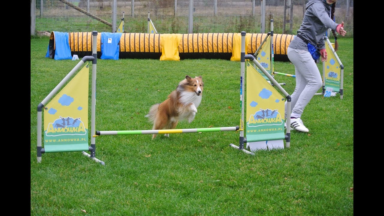 Seminarium agility BIDA Annówka 11-12.10.2017