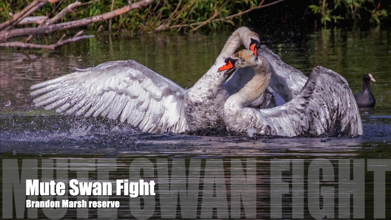 Mute Swan Fight