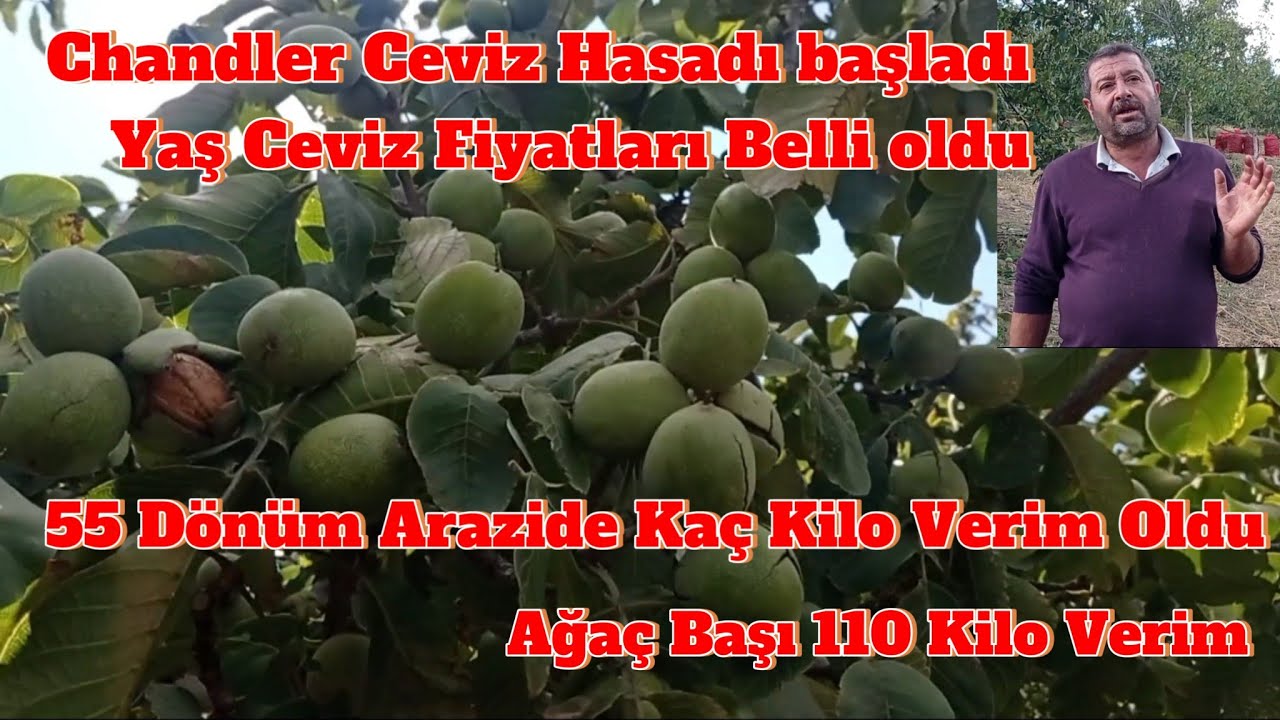 Chandler Ceviz Hasadı yapıyoruz.Ceviz fiyatları Belli oldu.Gördes #keşfet #ceviz #tarım #çiftçi
