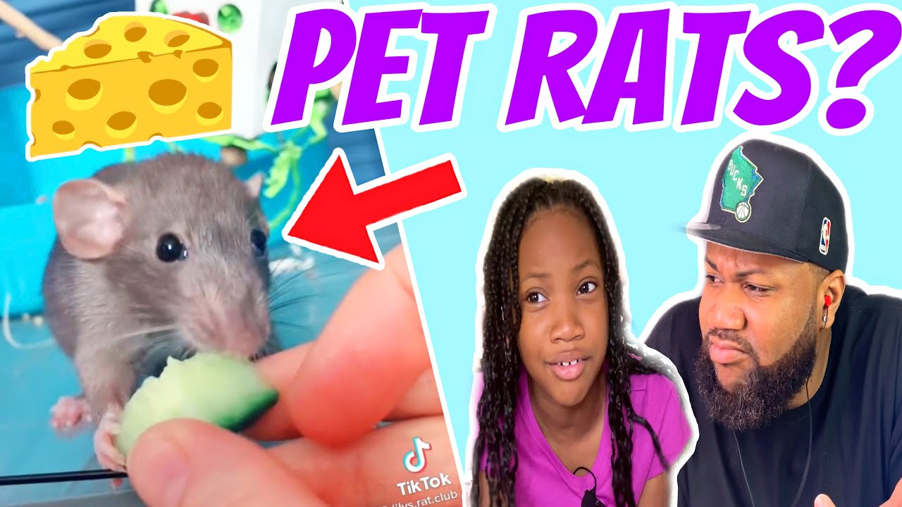 My Daughter Wants Pet Rats | Pet Rat TikTok Reaction!