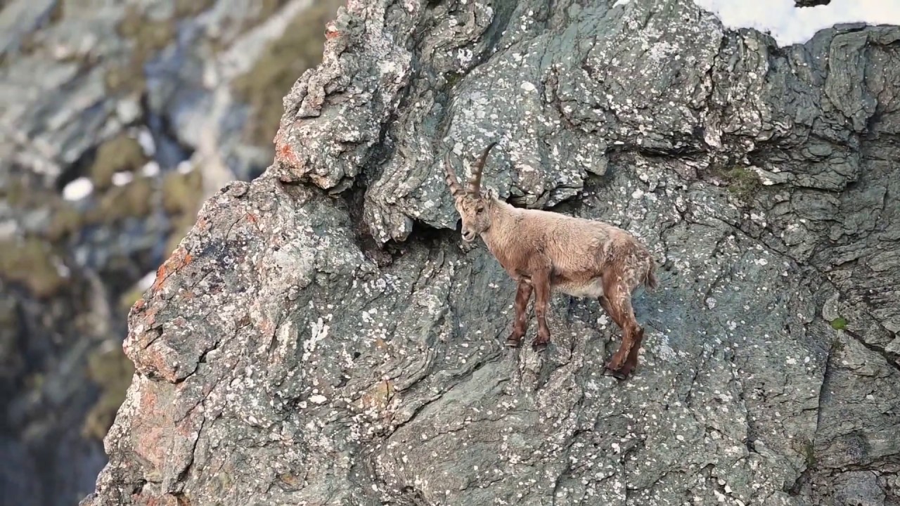 alpine ibex climbing