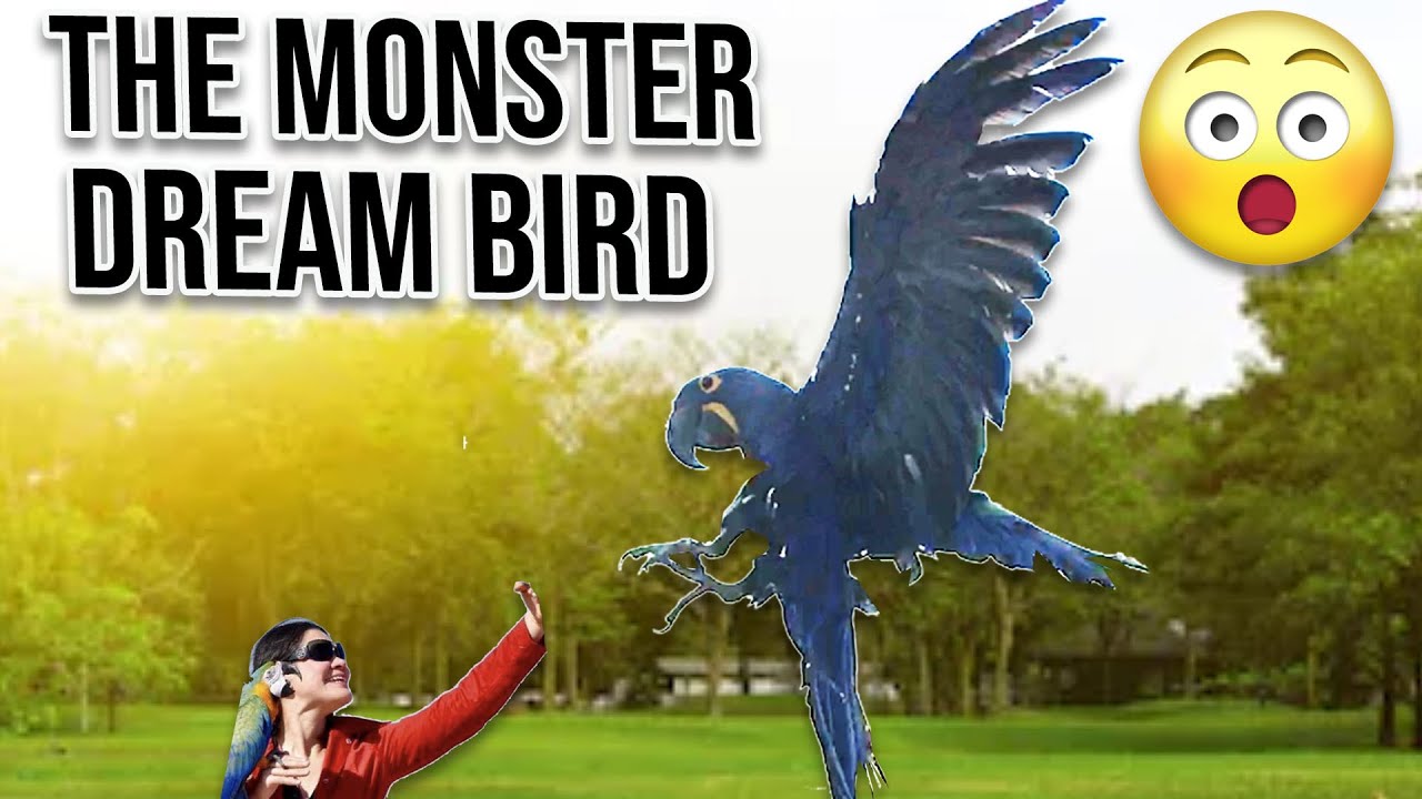 WORLD'S MOST EXPENSIVE PARROT *17 facts you didn’t know about Hyacinth Macaws*