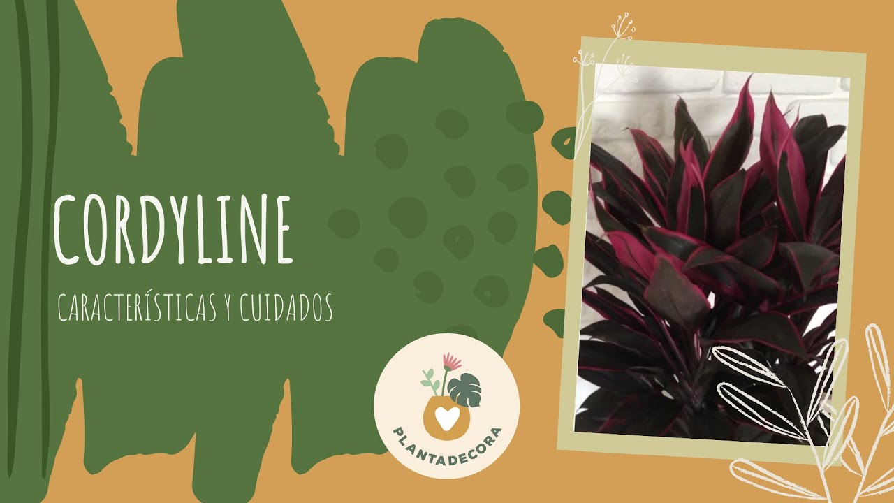 CORDYINE FRUTICOSA: aprende sus características y cuidados con Plantadecora.