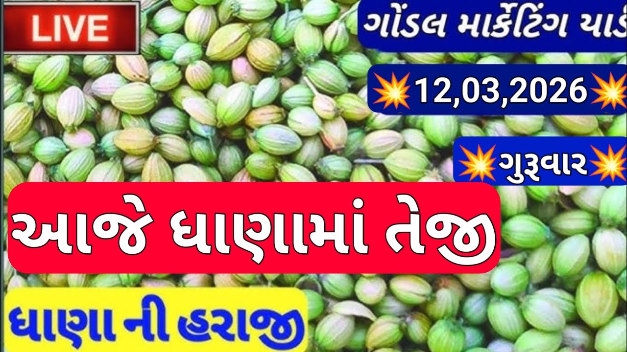 ગોંડલ નવા ધાણા ના બજાર ભાવ / નવા ધાણા ના બજાર ભાવ / ગોંડલ નવા ધાણા ના ભાવ / 12,03,2026