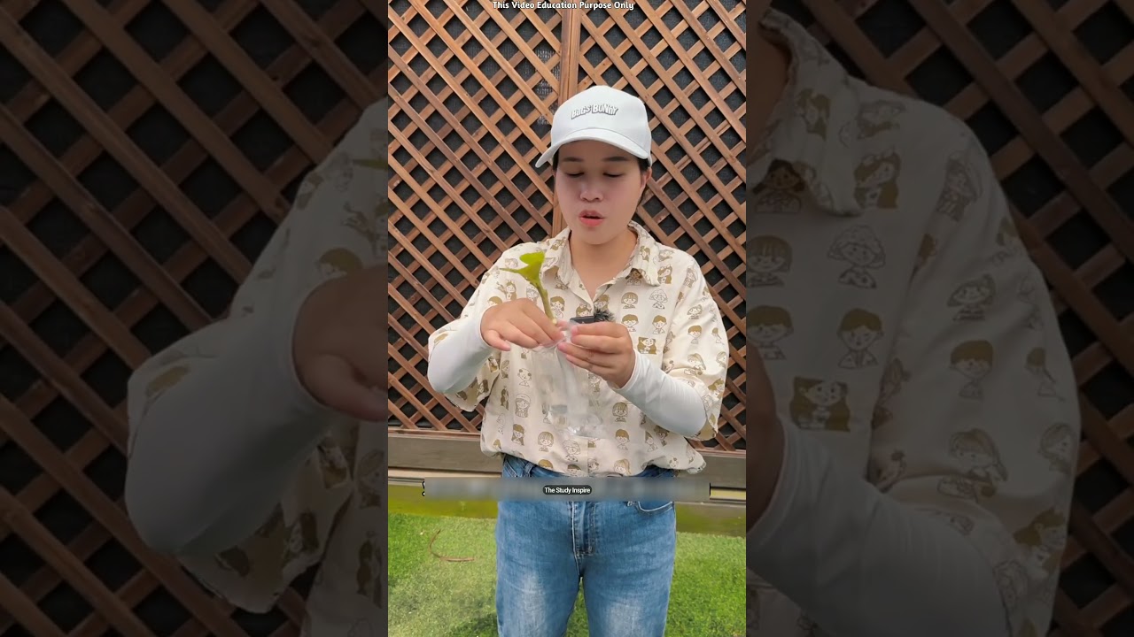 Japan's Secret Lemon Tree Growing Hack! 🌱😳 #shortsvideo