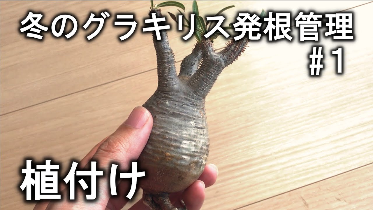 冬のグラキリス発根管理① 根周り処理/Pachypodium Gracilius/象牙宮