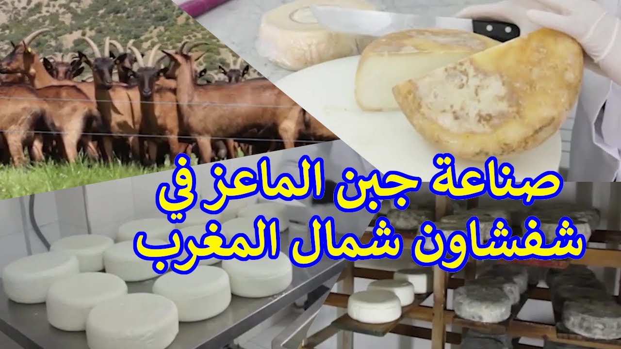 صناعة جبن الماعز في شفشاون شمال المغرب  Fromage de Chefchaouen au maroc Morocco