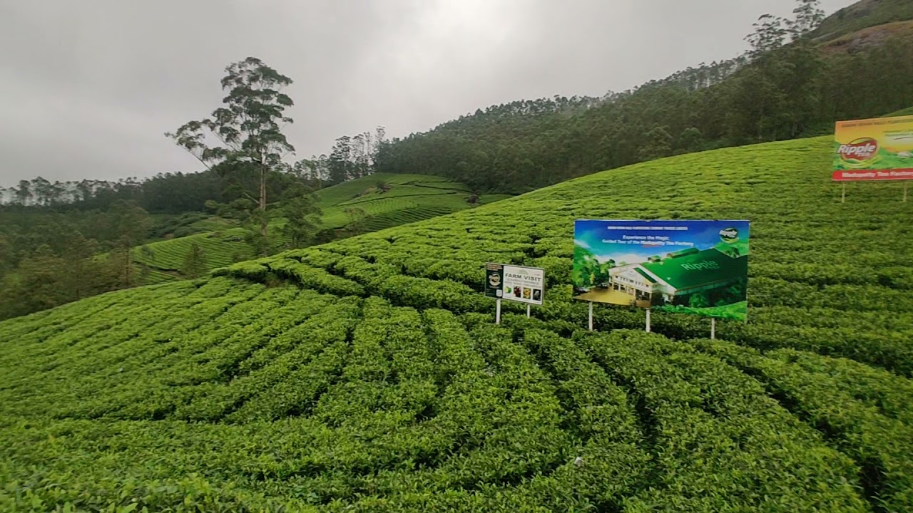 TEA ESTATE MUNNAR NEAR TATA TEA MUSEUM MUNNAR