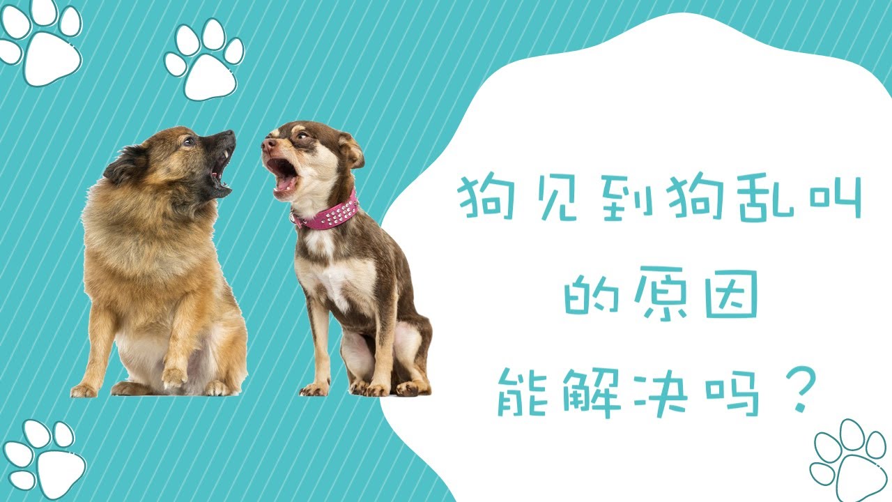 狗见到狗会乱叫，为什么？能解决吗？
