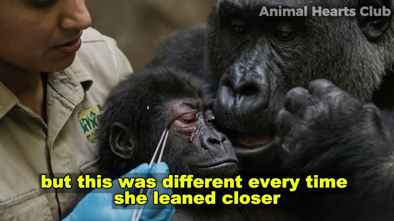 The Baby Gorilla Kept Crying at His Mom, Then the Most Shocking Thing Happened | animal stories
