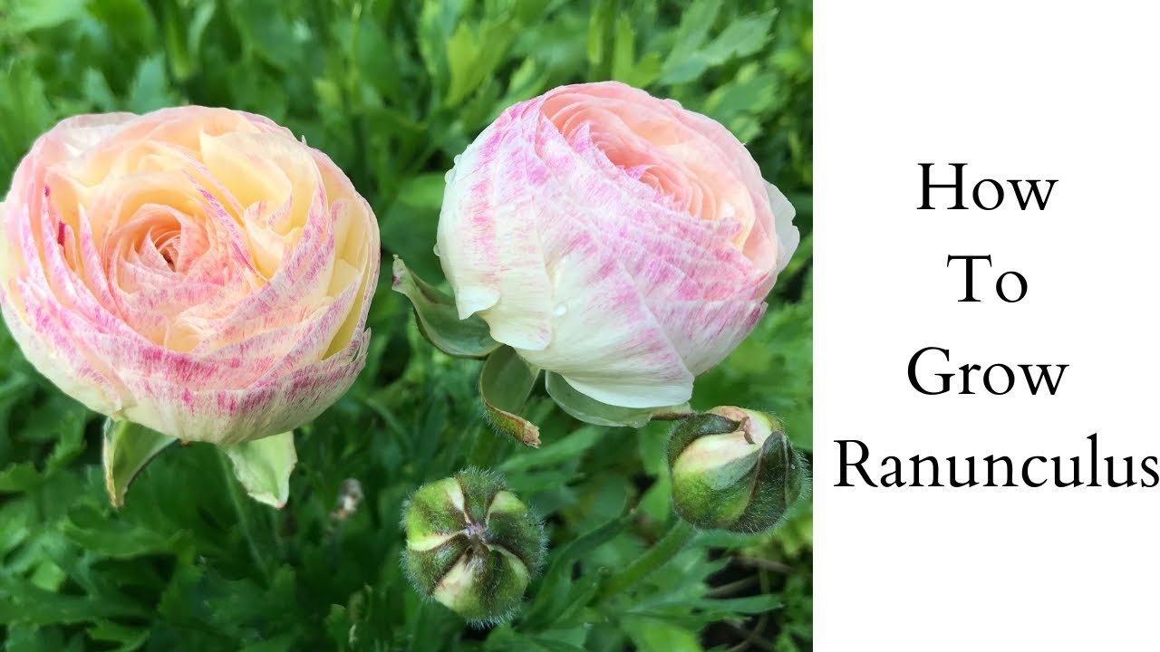 How to Grow Ranunculus | Pre Sprout Ranunculus | Growing Ranunculus