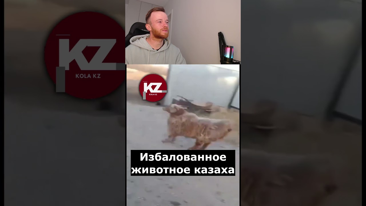 Казахстан удивляет! Посмотрите, как эта овца ведёт себя рядом с человеком!