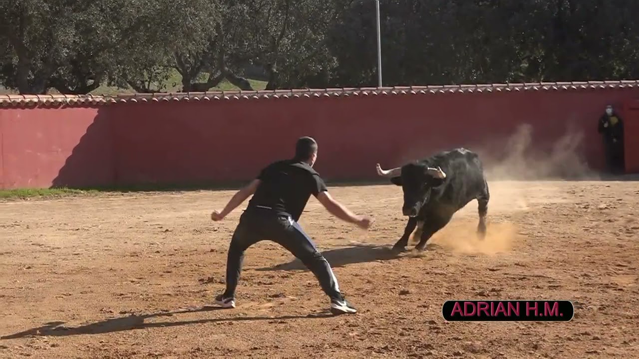 Suelta de 4 toros en la ganadería El Pilar