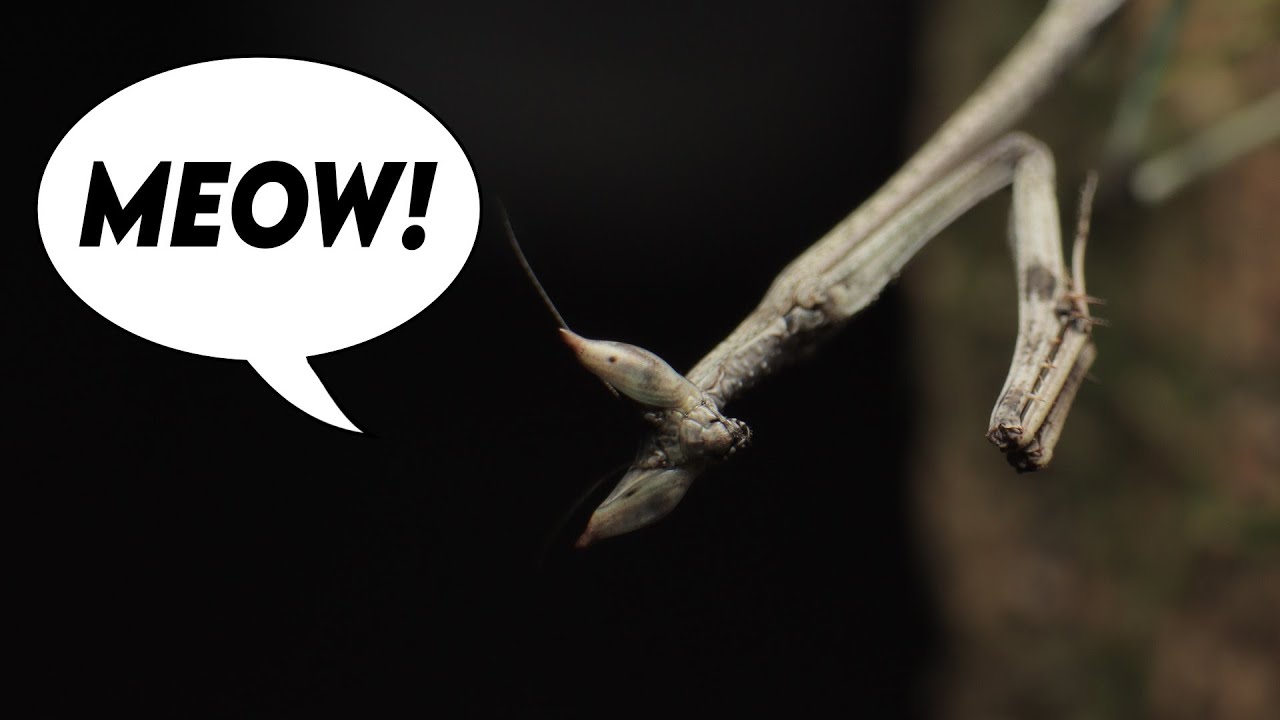 Cats Eye Mantid & New Breeding Project! [UNBOXING]
