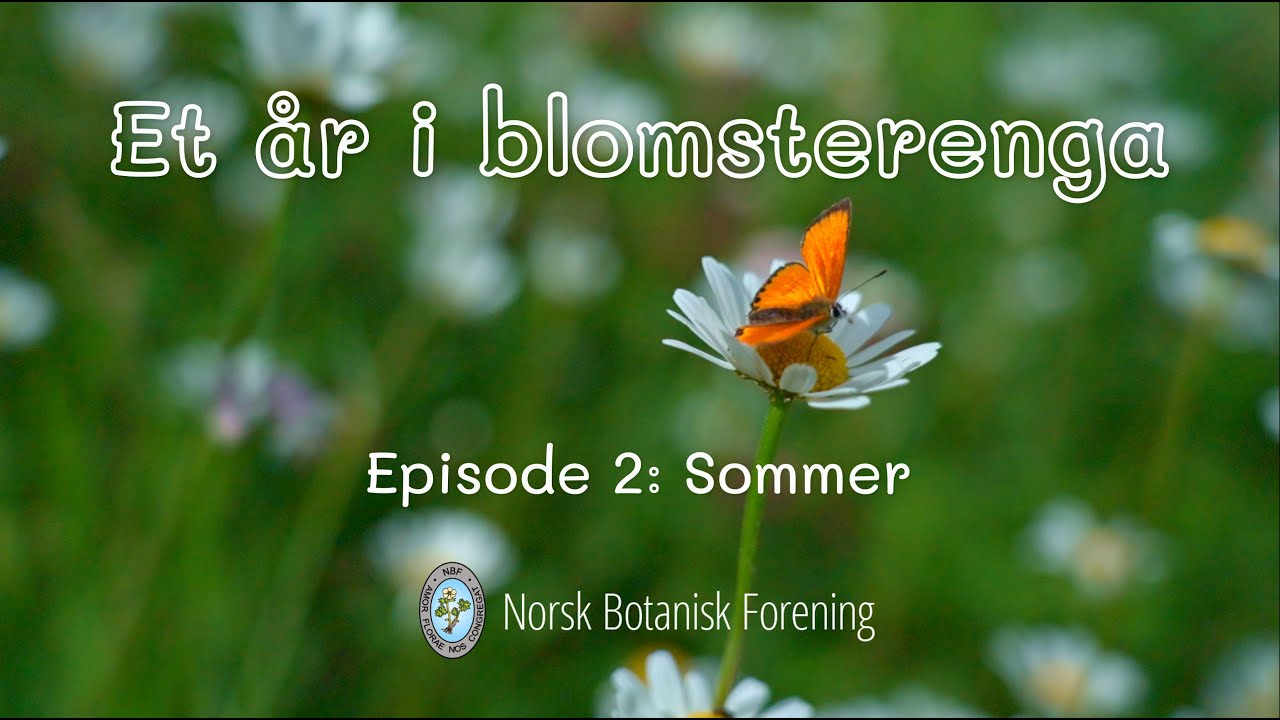 Et år i blomsterenga. Episode 2: Sommer