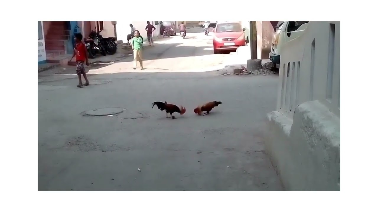 d&ouml;v&uuml;şen horozlar